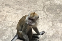 macaque monkey