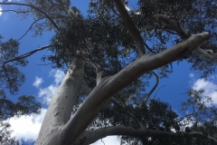 eucalyptus