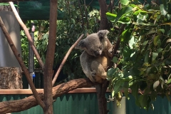 koala