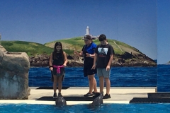 dolphin-trainers
