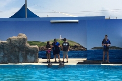 dolphin1