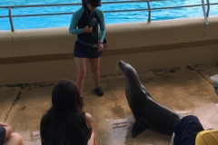 seal-medic
