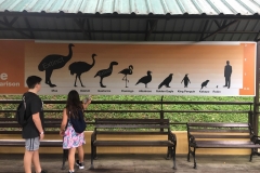 size-comparison