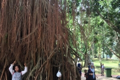 tree roots