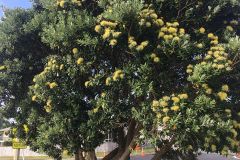 blossoms